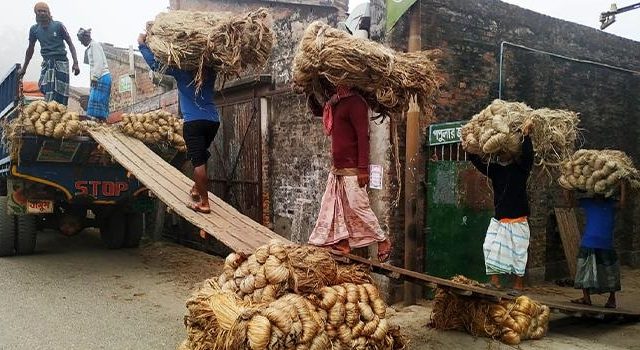 পাকিস্তানকে পেছনে ফেলে ভারতের বাজার দখল করেছে দৌলতপুর মোকামের পাট