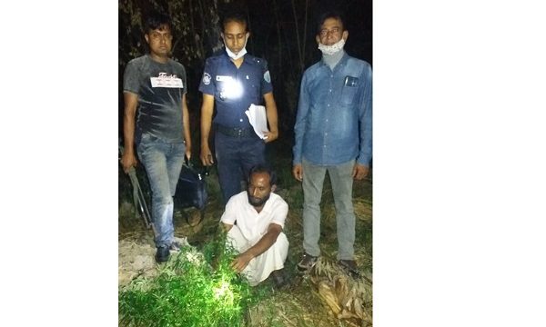 মোরেলগঞ্জে ৪টি গাজাগাছ ও ২৯ পিচ ইয়াবাসহ দুই জন আটক