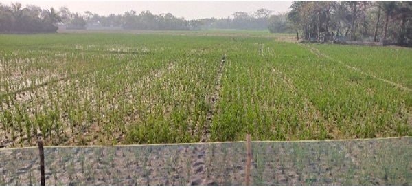 পাইকগাছায় গেটের পাট ভেঙ্গে লবণ পানিতে এলাকা প্লাবিত:বোর ধানের ব্যাপক ক্ষতি