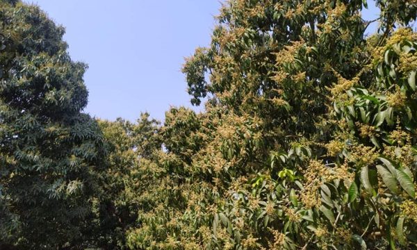 চাঁপাইনবাবগঞ্জে মুকুলের ভারে নুয়ে পড়েছে আম গাছের ডালপালা