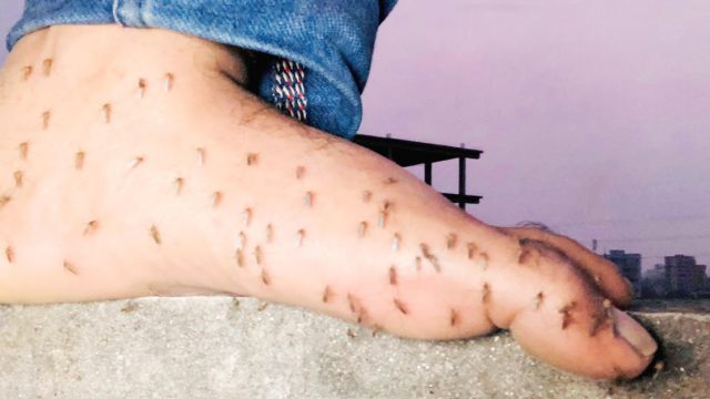 ২৪ ঘণ্টা দরজা-জানালা বন্ধ, তবু কামড়াচ্ছে মশা