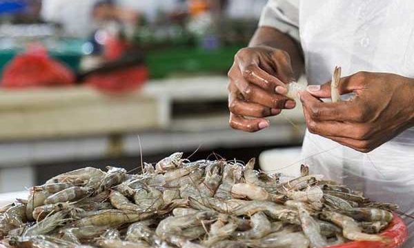 হিমায়িত চিংড়ির আন্তর্জাতিক বাজার পরিধি কমেছে