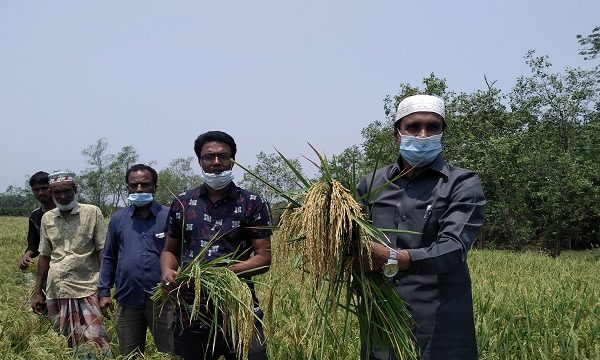 মোরেলগঞ্জে কৃষকের সাথে বোরো ধান কাটলেন  ইউপি চেয়ারম্যান আব্দুর রাজ্জাক মজুমদার