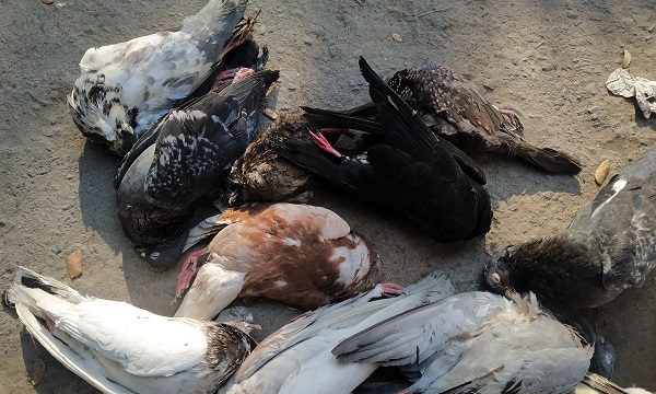 প্রকৃতির অপূরণীয় ক্ষতি: মোরেলগঞ্জে দুর্বৃত্তদের শখের শিকার ২২৮ ঘুঘু ও কবুতর