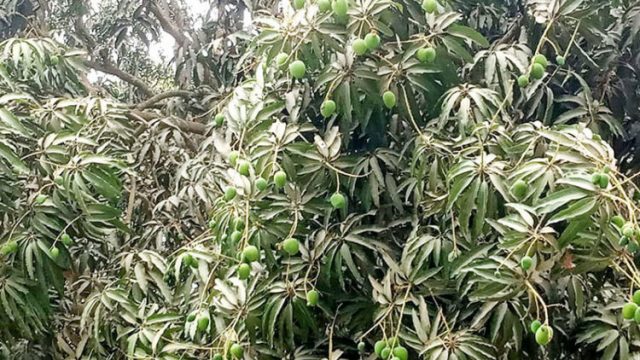 অনাবৃষ্টিতে আমের গুটি ঝরে পড়ায় আশঙ্কা