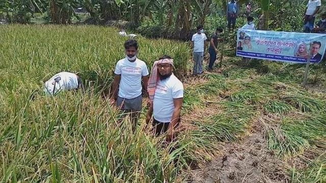 সালাম মূর্শেদী সেবা সংঘের উদ্যোগে গরীব কৃষকের ধান কর্তন