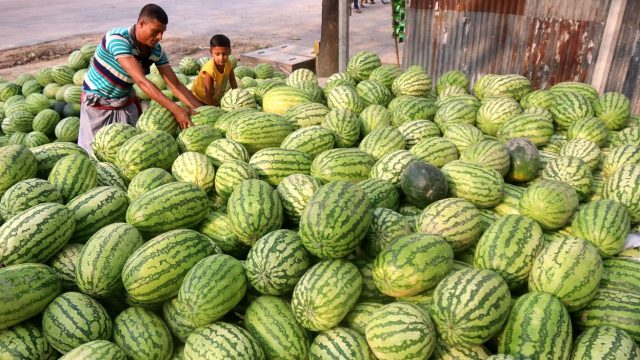মোল্লাহাটে তরমুজ খেয়ে ১০ জন অসুস্থ্য