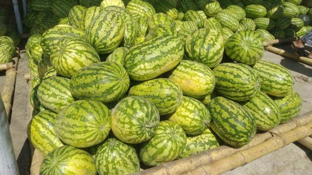 কপিলমুনিতে তরমুজ ব্যবসায়ীদের তেলেসমাতি, ক্রেতারা ঠকছে