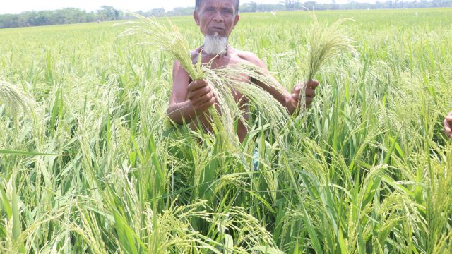 কয়রায় রবিবারের কাল বৈশাখী ঝড়ে কেড়ে নিল কৃষকের মুখে হাসি