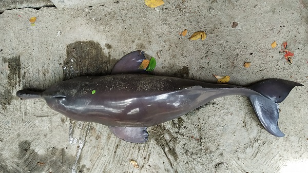 মোরেলগঞ্জের পানগুছি নদীতে জালে আটক প্রান গেল ডলফিনের