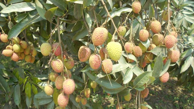 মাগুরায় লিচু’র ফলন বিপর্যয়ের শঙ্কা, তীব্র তাপদাহে বিপাকে রয়েছে চাষি’রা
