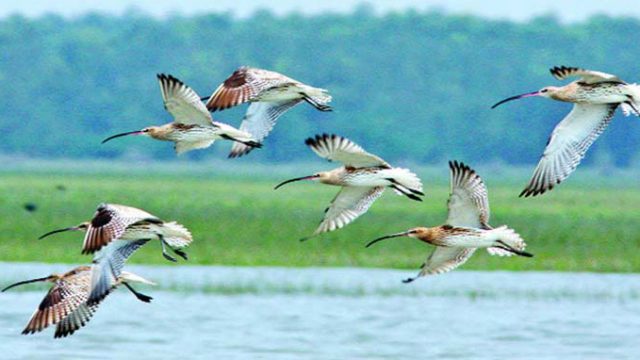 আজ বিশ্ব পরিযায়ী পাখি দিবস