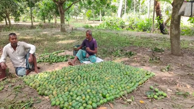 তালায় কেমিক্যাল দিয়ে পাকানো হচ্ছে আম