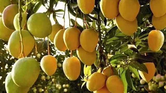 রাজশাহীতে বাগান থেকে আম সংগ্রহের তারিখ নির্ধারণ