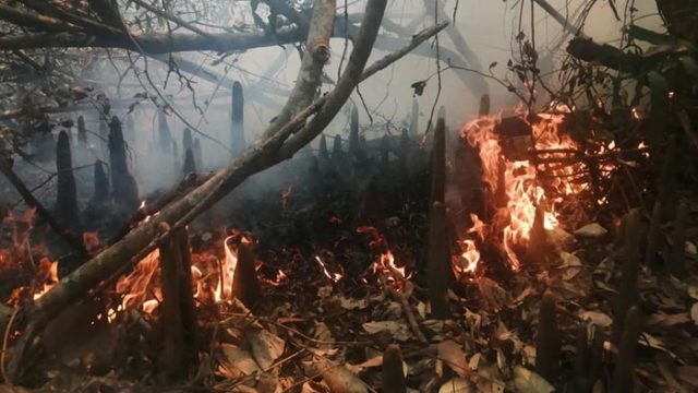 সুন্দরবনে আবারও আগুন, নিয়ন্ত্রণে কাজ করছে ফায়ার সার্ভিস