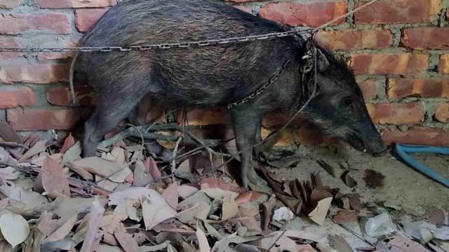 শরণখোলা উপজেলায় বন্য শূকর উদ্ধার