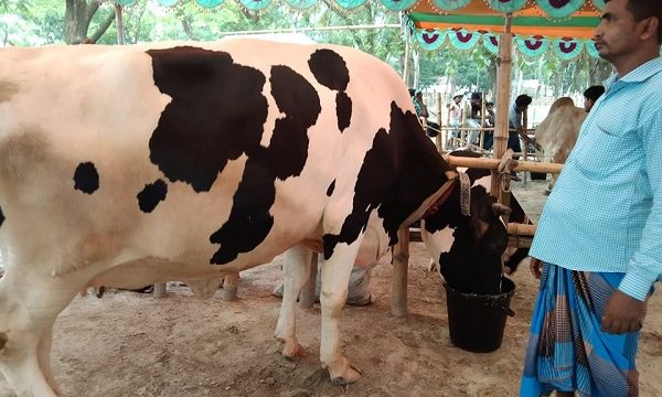 মোল্লাহাটে প্রাণিসম্পদ প্রদর্শনী অনুষ্ঠিত