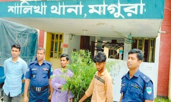মাগুরায় গাজার গাছসহ ২ গাজা চাষী আটক