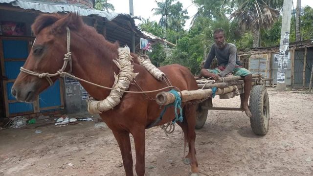 এখনও ঘোড়ার গাড়িতে জীবিকা