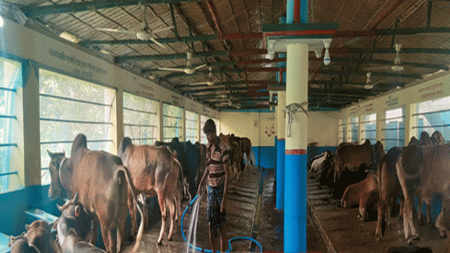 ঈদের জন্য প্রস্তুত সৈয়দপুরে পশু খামারিরা
