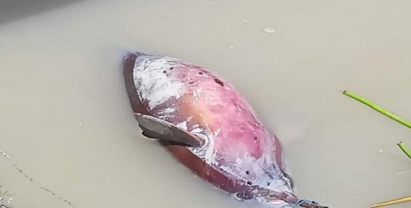 শরণখোলায় সুন্দরবনের নদীতে ৪ ফুট লম্বা মৃত ডলফিন উদ্ধার