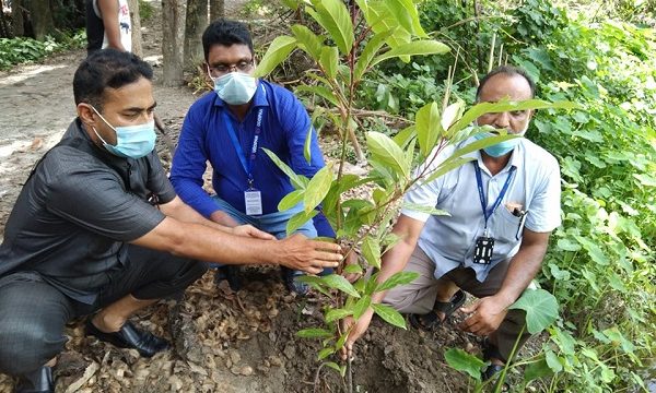 মোল্লাহাটে উদ্দীপনের গাছ রোপন ও মেডিকেল ক্যাম্পেইন