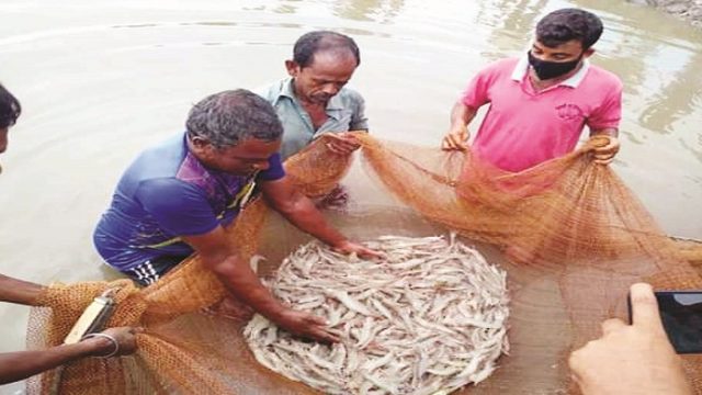 পাইকগাছায় পরীক্ষমূলকভাবে শুরু ভেনামি চিংড়ির চাষ