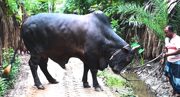 ভৈরব, সুখি ও মধুমতিকে নিয়ে বিপাকে হোসেন শেখ