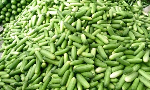 ডুমুরিয়ায় শসার কেজি ‌৫টাকা; কৃষকের মাথায় হাত