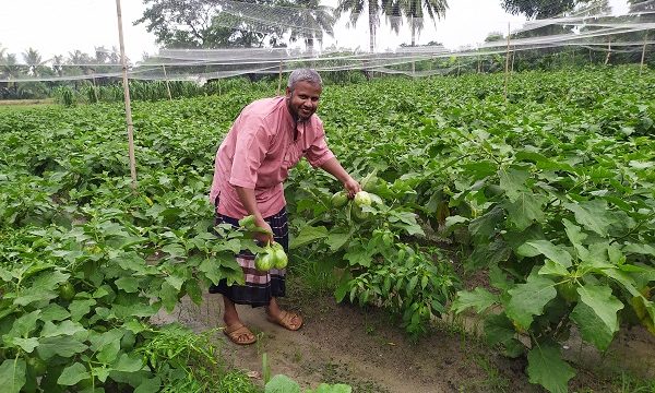 ডুমুরিয়ায় বেগুন চাষে একজন সফল নায়কের গল্প