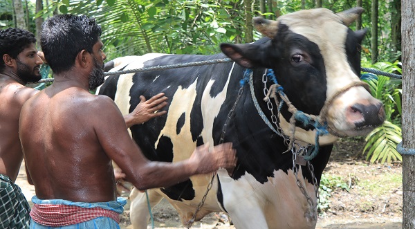তালায় কোরবানির ঈদে সবার নজর কেড়েছে পাখি