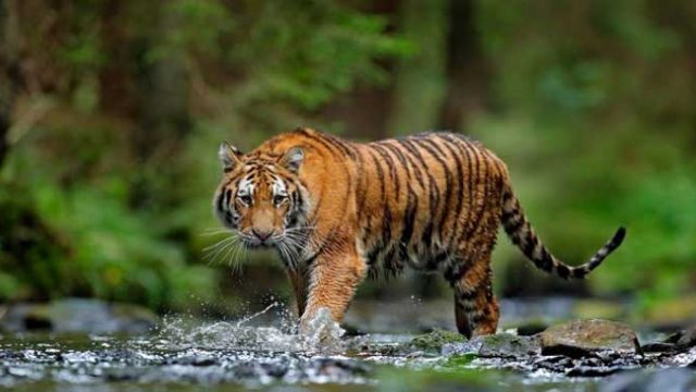 বিশ্ব বাঘ দিবস আজ