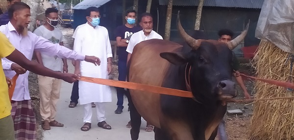 চিতলমারীতে প্রধানমন্ত্রীর নামে ২০ মণ ওজনের ‘রাজা বাবুকে’ কোরবানি