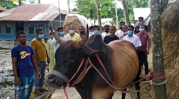 চিতলমারীতে প্রধানমন্ত্রীর নামে কোরবানি করা হবে ‘রাজা বাবুকে’