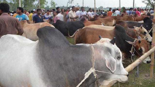 কোরবানির হাটে মানতে হবে যেসব নির্দেশনা