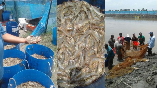 ভেনামি চিংড়িতে সম্ভাবনা দেখছেন খুলনার ব্যবসায়ীরা