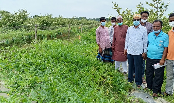 মোরেলগঞ্জে নতুন জাতের তরমুজে বাম্পার ফলনে কৃষক জাকির