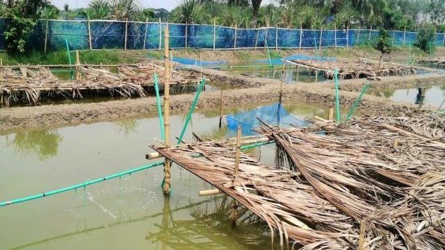 খুবির সাফল্য, এবার পুকুরেই উৎপাদন হবে গলদা চিংড়ির পোনা