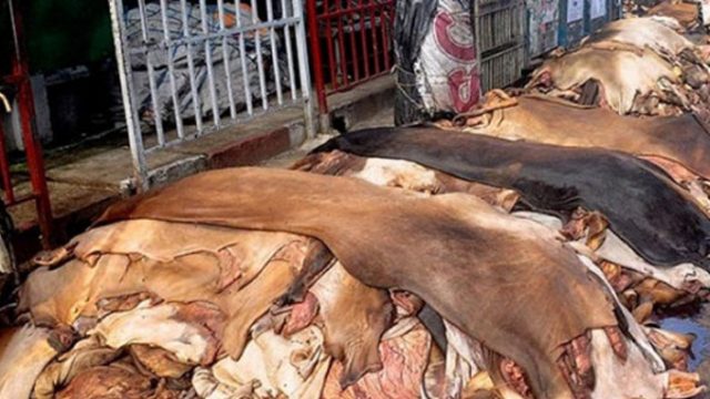 কোরবানির পশুর কাঁচা চামড়ার দাম নির্ধারণ