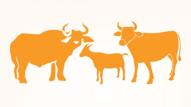 স্বাস্থ্যবিধি মেনে খুলনায় কোরবানির পশুর হাটের উদ্বোধন ১৫ জুলাই