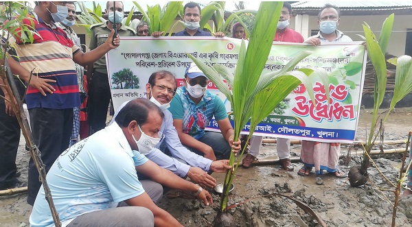 কয়রায় মুজিব বর্ষের ২৫ টি আশ্রয় কেন্দ্রে নারিকেলের চারা বিতরণ