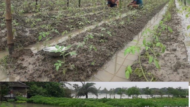 সবজি চাষে কৃষকের লাভের স্বপ্ন ভেসে যাচ্ছে বৃষ্টিতে