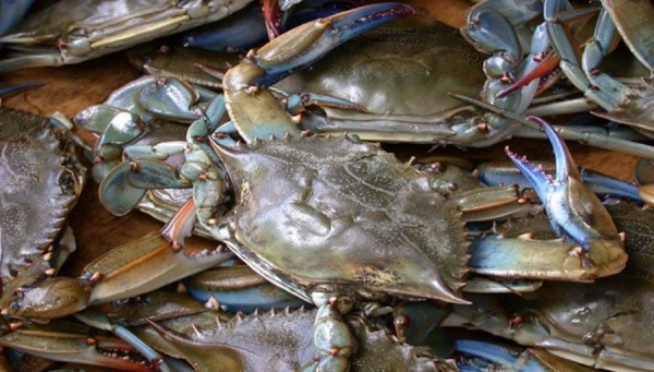 ডুমুরিয়ায় কাঁকড়া ও কুঁচিয়া চাষীর মুখে হাসি