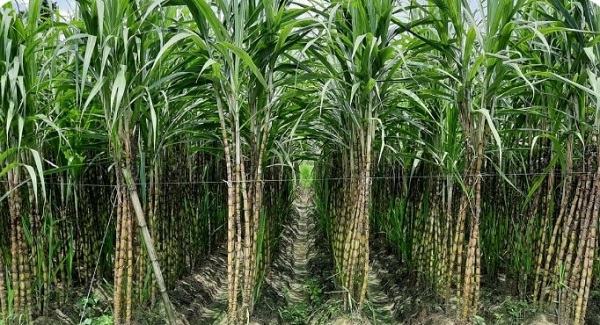 ডুমুরিয়ায় আখ চাষে তরুণ কৃষক মুস্তফা কবিবের সফলতা