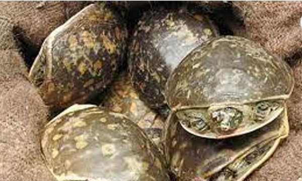 ডুমুরিয়ায় বিক্রির চেষ্টাকালে ২০ টি কচ্ছপ উদ্ধার: গ্রেফতার ২