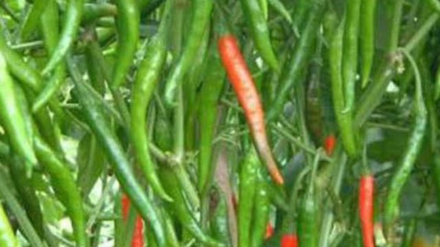 ডুমুরিয়ায় কাঁচা মরিচের কেজি ২০০ টাকা