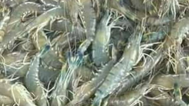 বাগদা চাষে অভাবনীয় সফলতা ডুমুরিয়ার উদ্ভাবণী চাষি সমর দাশের