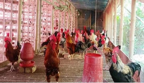 ডুমুরিয়ায় বাণিজ্যিক ভাবে খামার গড়ে উঠায় দেশি মুরগি পালনে দ্বিগুণ লাভ