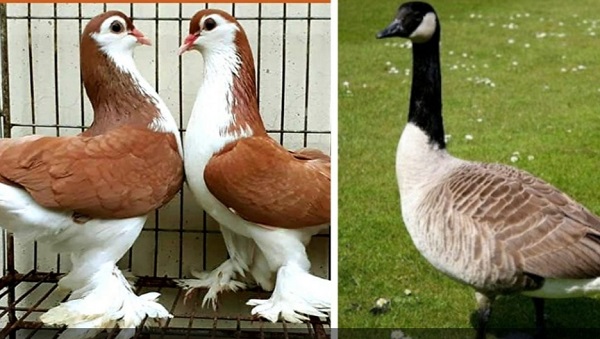 ভারতে পাচারের সময় বিদেশি কবুতর ও রাজহাঁস আটক