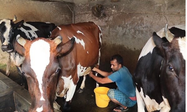 তালার দুগ্ধ শিল্প সুনাম ছড়িয়েছে সারাদেশে